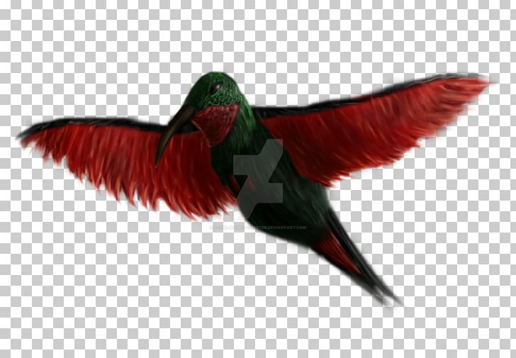 Beak Hummingbird M Wing Feather PNG, Clipart, Beak, Bird, Feather, Hummingbird, Hummingbird M Free PNG Download