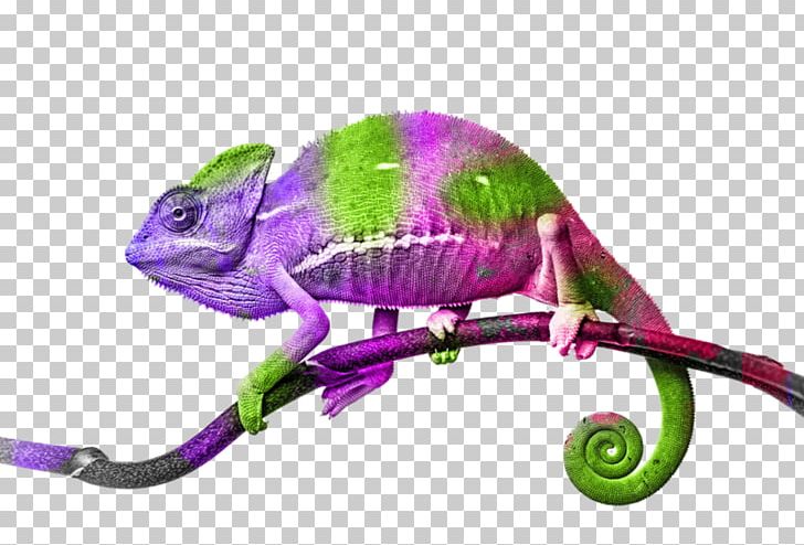 Lizard Veiled Chameleon Stock Photography PNG, Clipart, Animal Figure, Animals, Bearded Dragons, Bukalemun, Chamaeleo Free PNG Download