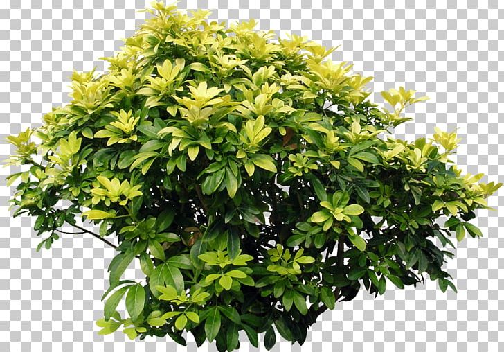 Shrub Acer Ginnala Tree PNG, Clipart, Acer Ginnala, Bougainvillea, Branch, Crepe Myrtle, Evergreen Free PNG Download