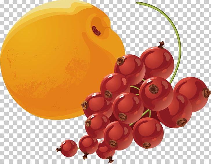 Apricot Armenian Food Berry PNG, Clipart, Adobe Illustrator, Apple, Apricot, Apricot Vector, Armenian Food Free PNG Download