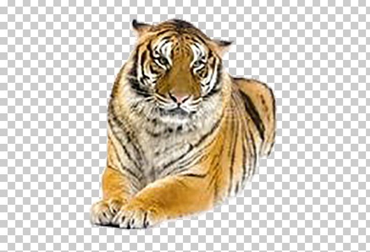 Cat Lion Bengal Tiger Siberian Tiger Roar PNG, Clipart, Animals, Bengal Tiger, Big Cat, Big Cats, Carnivoran Free PNG Download