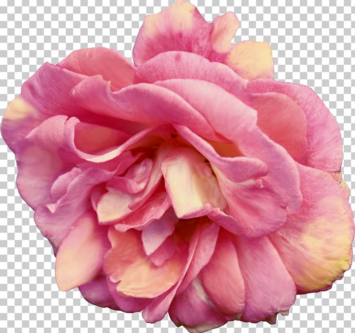 Centifolia Roses Flower Bouquet Garden Roses Rosaceae PNG, Clipart, Apricot, Camellia, Centifolia Roses, Cut Flowers, Digital Image Free PNG Download