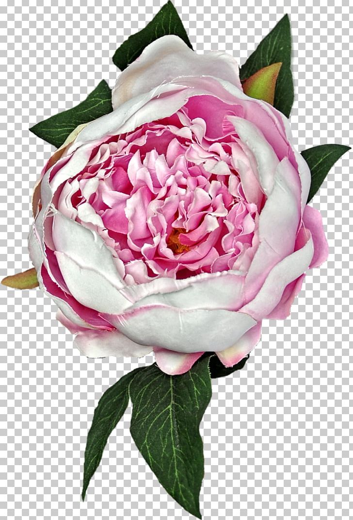 Centifolia Roses Garden Roses Flower Rosaceae Floribunda PNG, Clipart, Camellia, Centifolia Roses, Cut Flowers, Floribunda, Flower Free PNG Download