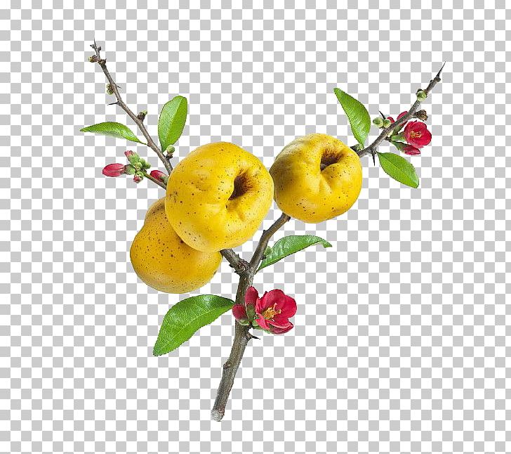 Chaenomeles Japonica Chaenomeles Speciosa Pseudocydonia Quince Shrub PNG, Clipart, Apple, Asparagaceae, Cordyline, Flower, Flowering Quince Free PNG Download