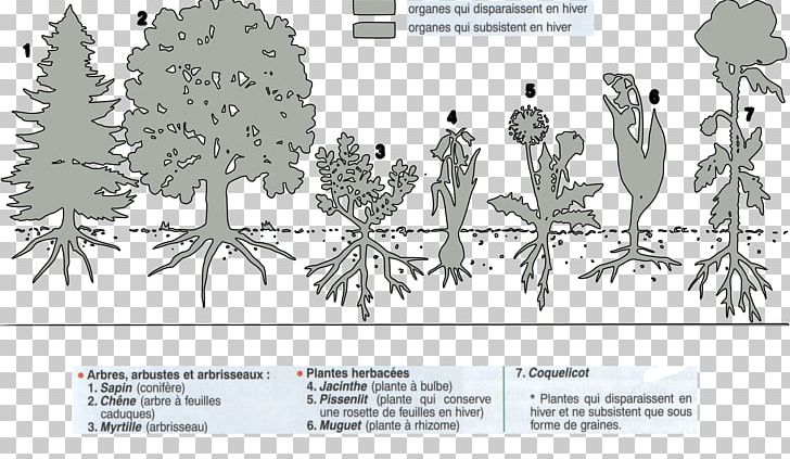Perennial Plant Annual Plant Paper Tree PNG, Clipart, Annual Plant, Area, Art, Arts, Black And White Free PNG Download