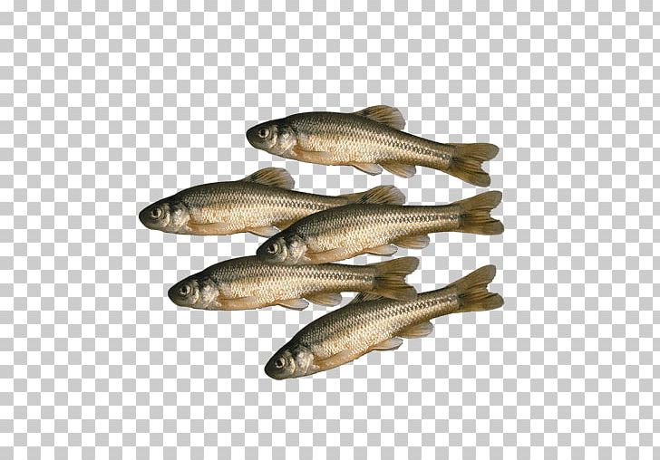 Sardine Fish Products Bait Common Minnow Fish Stringer PNG, Clipart, Anchovy, Apprentice, Bait, Bony Fish, Capelin Free PNG Download