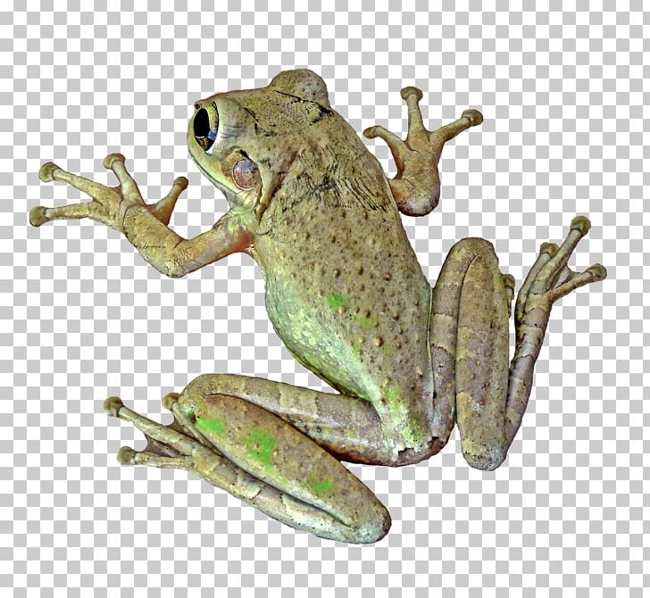 True Frog Amphibian Vertebrate Toad PNG, Clipart, American Bullfrog, Amphibian, Animal, Animals, Bullfrog Free PNG Download