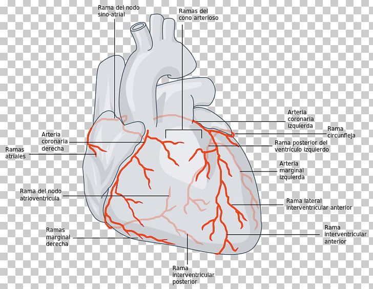 Coronary Circulation Coronary Arteries Left Coronary Artery Coronary Artery Disease PNG, Clipart, Anatomy, Angle, Aorta, Arm, Artery Free PNG Download