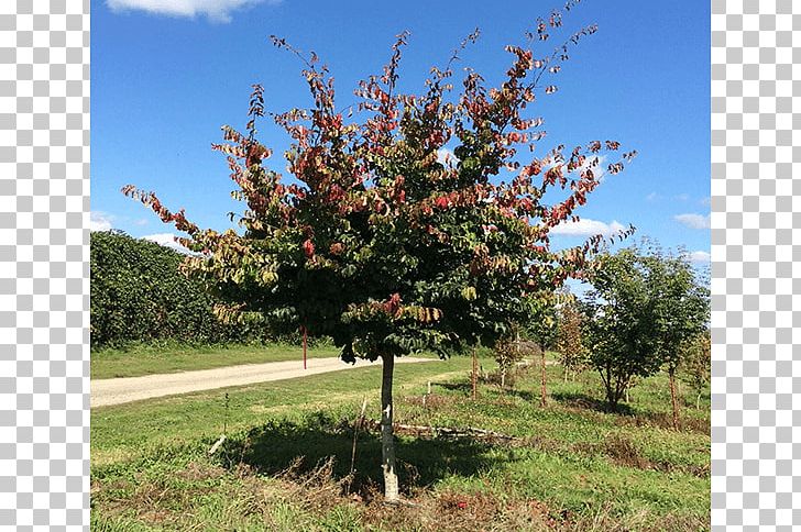 Oak Sugar Maple Tree Nursery Shrub PNG, Clipart, Autumn Leaf Color, Branch, Evergreen, Landscape, Maple Free PNG Download