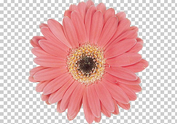 Transvaal Daisy Marguerite Daisy Chrysanthemum Cut Flowers Petal PNG, Clipart, Annual Plant, Argyranthemum, Aster, Asterales, Chrysanthemum Free PNG Download