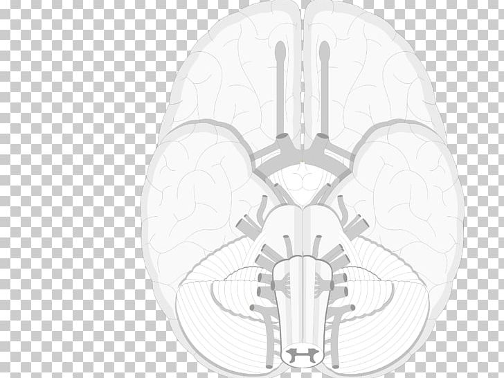 Brain Bone Cranial Nerves Nervous System PNG, Clipart, Anatomy, Area, Black And White, Central Nervous System, Circle Free PNG Download