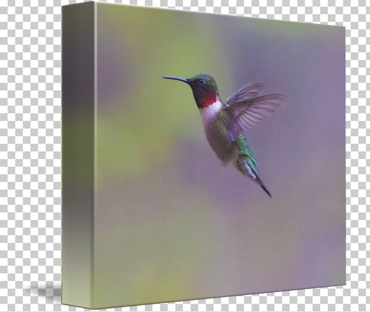 Hummingbird Beak Wing Fauna PNG, Clipart, Animals, Beak, Bird, Fauna, Hummingbird Free PNG Download