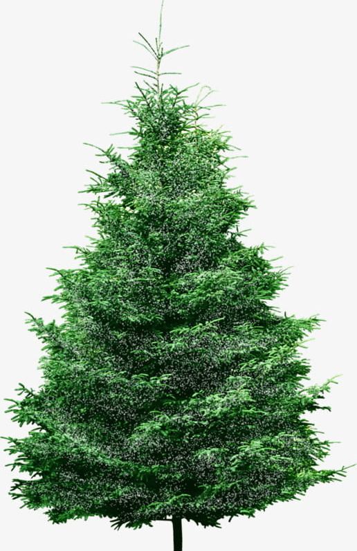 Little Green Pine Tree PNG, Clipart, Conifer, Conifers, Design, Evergreen, Family Free PNG Download