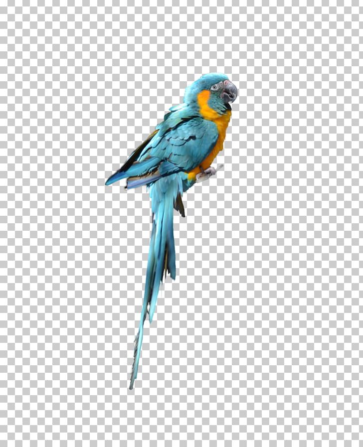 Parrot Bird Budgerigar Parakeet PNG, Clipart, Animals, Beak, Bird, Budgerigar, Common Pet Parakeet Free PNG Download