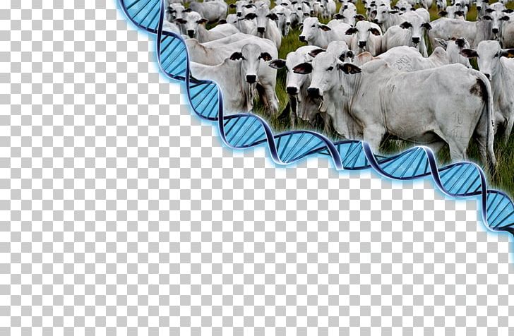 Sheep Cattle Goat Dog Breed PNG, Clipart, Animal, Animals, Breed, Cattle, Cattle Like Mammal Free PNG Download