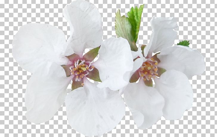 Blossom Tree Moth Orchids Branch PNG, Clipart, Blossom, Cut Flowers, Digital Image, Easter, Flower Free PNG Download