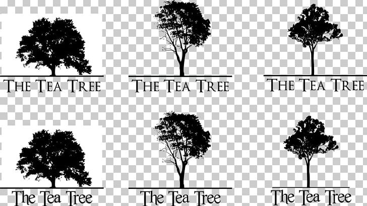 Branch Google Search Tree Pine PNG, Clipart, Black, Black And White, Branch, Brand, Computer Wallpaper Free PNG Download