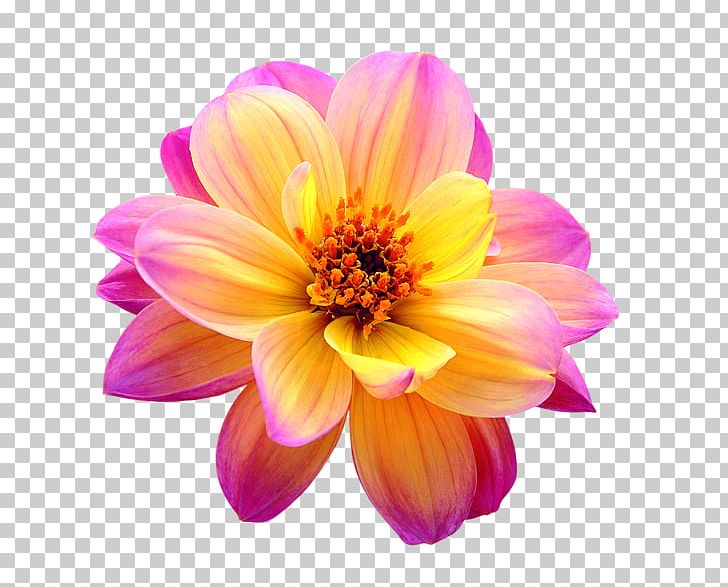 Cut Flowers Dahlia PNG, Clipart, Annual Plant, Cut Flowers, Dahlia, Daisy Family, Flower Free PNG Download