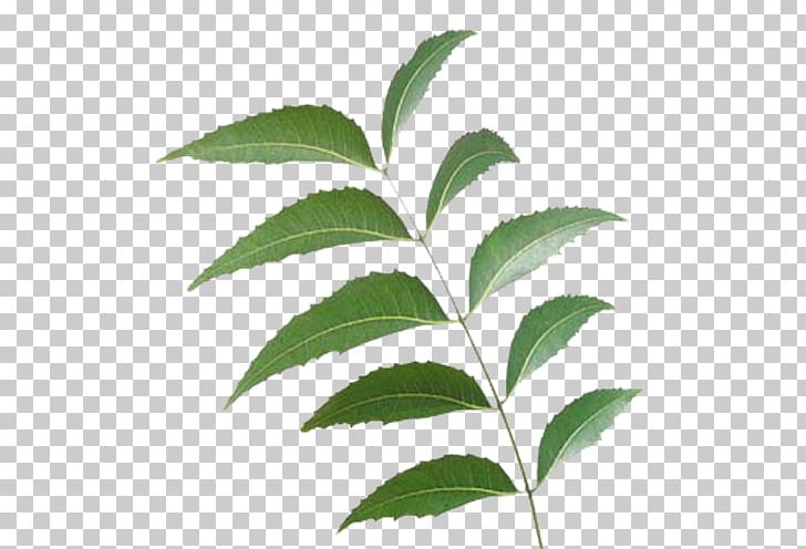 Neem Tree Neem Oil India Manufacturing PNG, Clipart, Azadirachta, Evergreen, Export, Extract, Fertilisers Free PNG Download