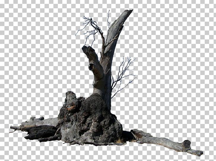 Tree Branch Rendering Root PNG, Clipart, Branch, Download, Houseplant, Nature, Plant Free PNG Download