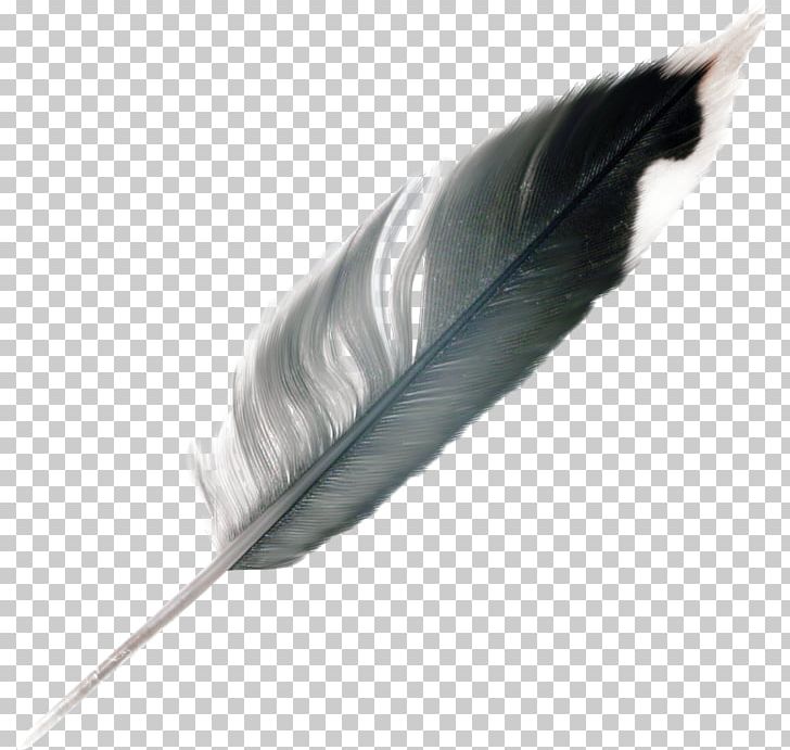Feather PNG, Clipart, Angelito, Animals, Feather, Quill, Wing Free PNG Download