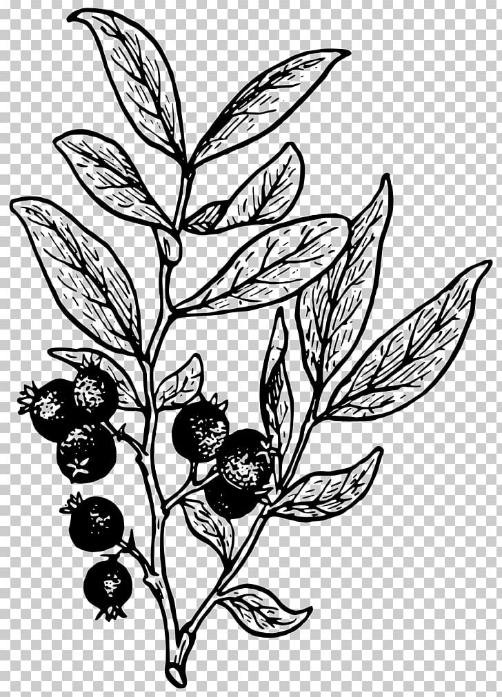 Huckleberry Computer Icons PNG, Clipart, Ber, Blueberry, Branch, Fictional Character, Flower Free PNG Download