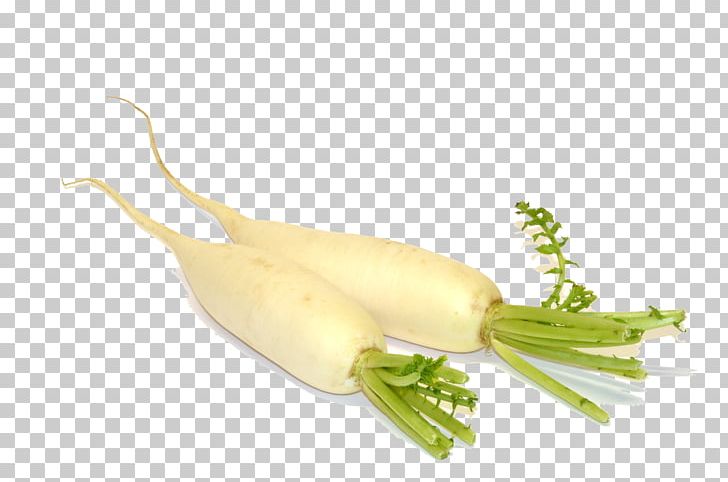 Scallion Plant Stem PNG, Clipart, Food, Miscellaneous, Organism, Others, Plant Stem Free PNG Download