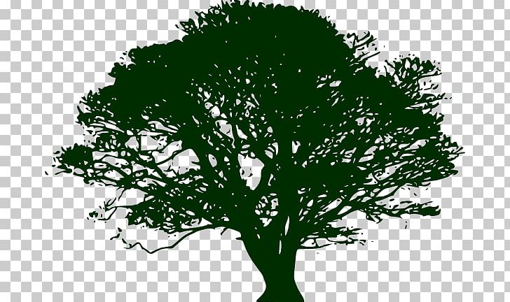 Tree Silhouette Swamp Spanish Oak PNG, Clipart, Acorn, Branch, Clip Art, Drawing, Grass Free PNG Download