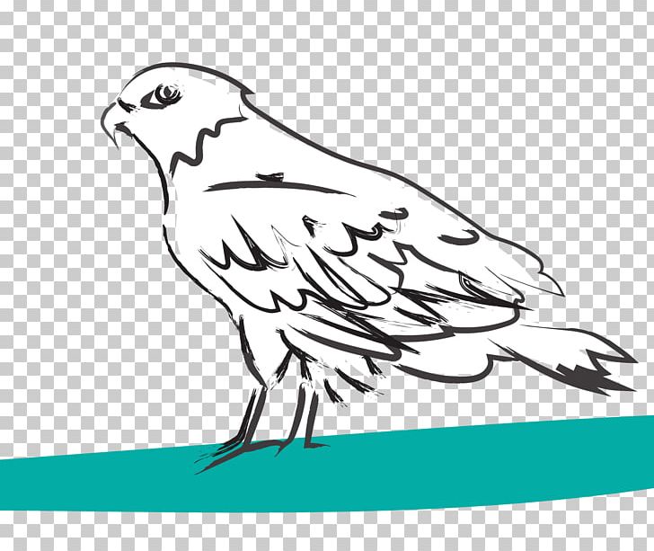 Beak Drawing Line Art PNG, Clipart, Area, Art, Artwork, Beak, Bird Free PNG Download