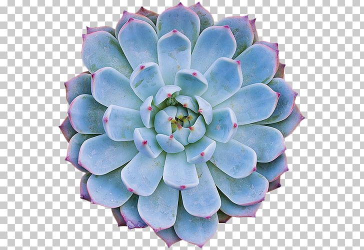 Succulent Plant Dudleya Cymosa Cactaceae Houseleek PNG, Clipart, Agave, Botany, Cactaceae, Dudleya Cymosa, Flower Free PNG Download