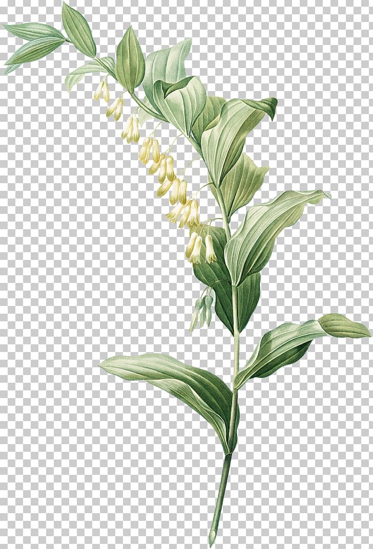 White Leaf Plant Stem PNG, Clipart, Commodity, Download, Drawing, Encapsulated Postscript, Fairy Scatters Flowers Free PNG Download