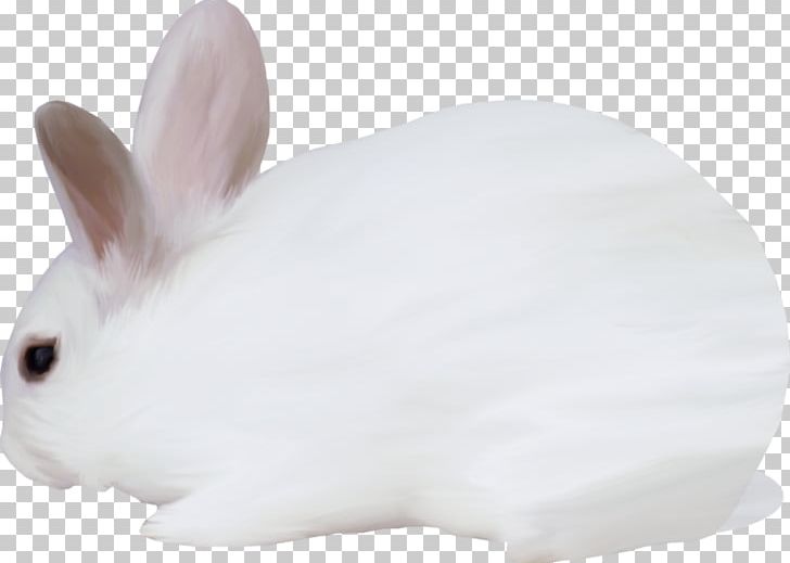 Domestic Rabbit Hare Dog PNG, Clipart, Animal, Animals, Dog, Domestic Rabbit, Fur Free PNG Download