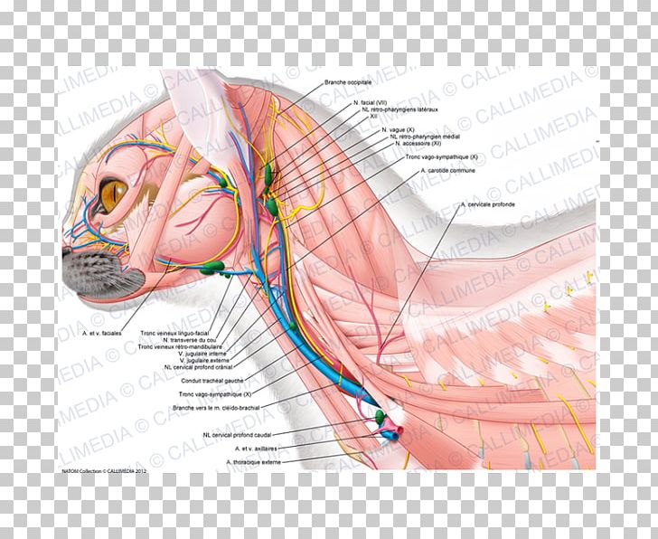 Nerve Blood Vessel Muscle Anatomy Neck PNG, Clipart, Anatomy, Arm, Art, Blood Vessel, Ear Free PNG Download