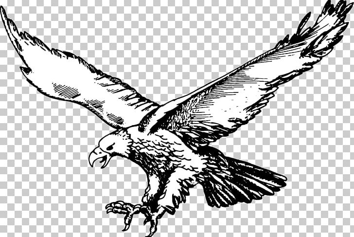 Bald Eagle National Secondary School Hahn Air Base Philadelphia Eagles Basketball PNG, Clipart, Accipitriformes, Art, Beak, Bird, Bird Of Prey Free PNG Download