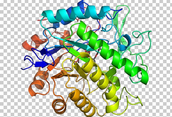 Beta-glucosidase Glucosidases Glycoside Hydrolase Enzyme Commission Number Enzyme Substrate PNG, Clipart, Analysis, Artwork, Betaglucosidase, Enzyme, Enzyme Commission Number Free PNG Download