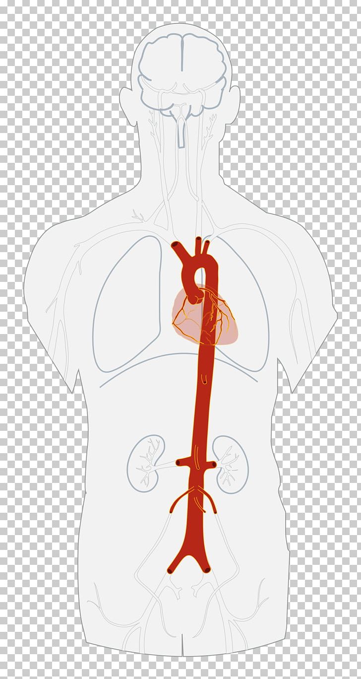 Descending Aorta Artery Abdominal Aorta Heart PNG, Clipart, Abdomen, Abdominal Aorta, Aorta, Arm, Blood Free PNG Download
