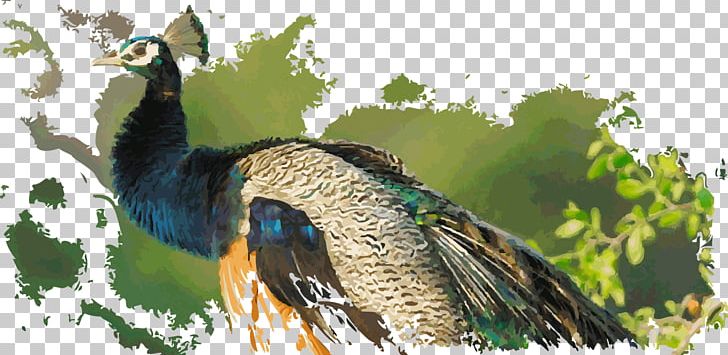 Duck Fauna Galliformes Beak Feather PNG, Clipart, Animals, Beak, Bird, Ceylon, Duck Free PNG Download