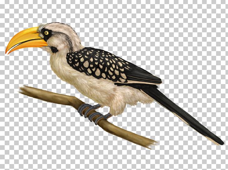Eastern Yellow-billed Hornbill Bird Northern Red-billed Hornbill Southern Yellow-billed Hornbill PNG, Clipart, Animal, Animals, Beak, Bird, Birdwatching Free PNG Download