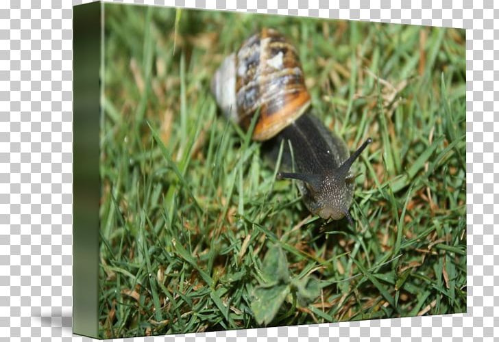 Snail PNG, Clipart, Animals, Grass, Grass Family, Snail, Snails And Slugs Free PNG Download