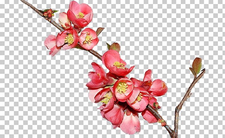 Cherry Blossom Pink M Twig Plant Stem PNG, Clipart, Blossom, Branch, Bud, Cherry, Cherry Blossom Free PNG Download