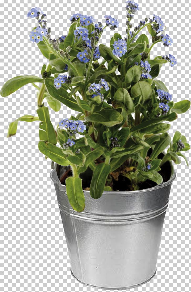 Myosotis Sylvatica Stock Photography Flowerpot PNG, Clipart, Boraginaceae, Depositphotos, Flower, Flowerpot, Herb Free PNG Download