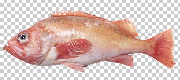 Northern Red Snapper Rose Fish Fish Products Oily Fish PNG, Clipart, Angler, Animal Source Foods, Atlantic Cod, European Plaice, Fauna Free PNG Download