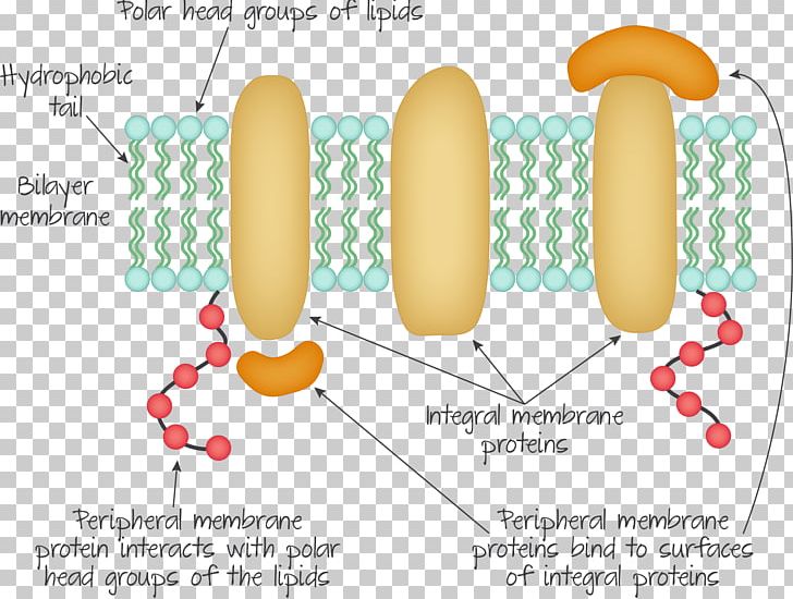 Peripheral Membrane Protein Integral Membrane Protein Biological Membrane Cell Membrane PNG, Clipart,  Free PNG Download