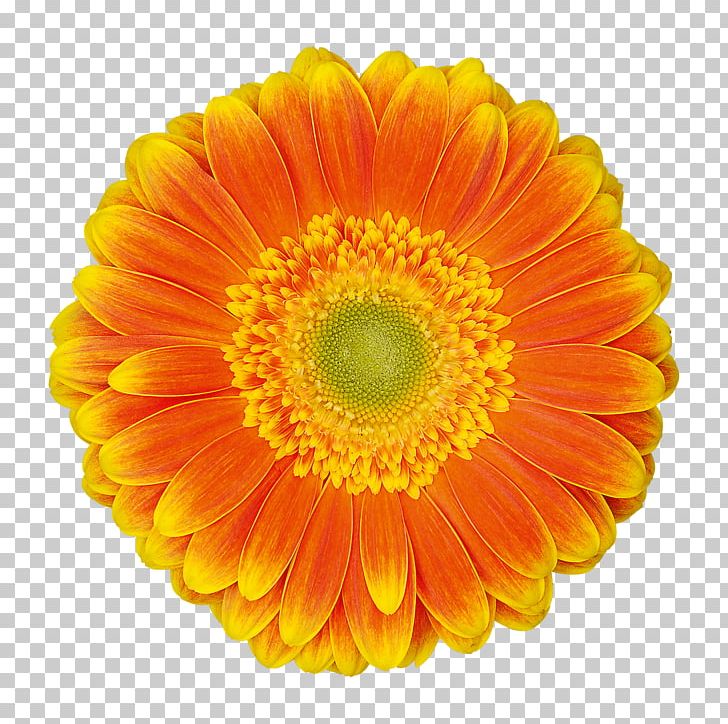 Transvaal Daisy Cut Flowers Floristry Chrysanthemum PNG, Clipart,  Free PNG Download