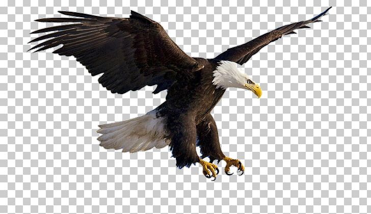 Bald Eagle Bird Portable Network Graphics Flight PNG, Clipart, Accipitridae, Accipitriformes, Animals, Bald, Bald Eagle Free PNG Download