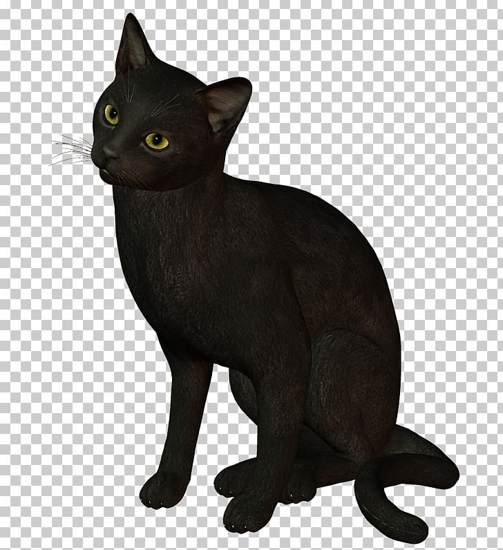 Black Cat Burmese Cat Bombay Cat Malayan Cat Havana Brown PNG, Clipart, American Wirehair, Asian, Black Cat, Bombay, Bombay Cat Free PNG Download