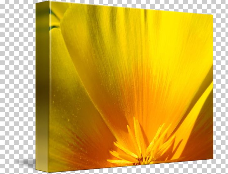 California Poppy Gallery Wrap Canvas Printing PNG, Clipart,  Free PNG Download