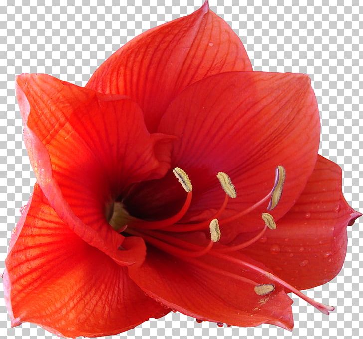 Flower Plant PNG, Clipart, Amaryllis, Amaryllis Belladonna, Amaryllis Family, Blog, Flower Free PNG Download