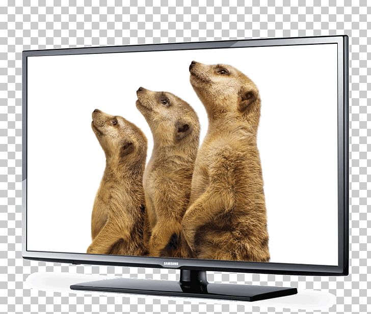 LG Dare Television Set Carnivora Telus PNG, Clipart, Carnivora, Carnivoran, Mammal, Media, Meerkat Free PNG Download