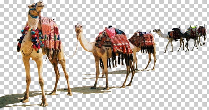 Dromedary Desert Xerocole Pack Animal Horse Png Clipart Animal